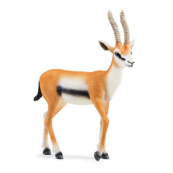 GAZELLE DE THOMSON